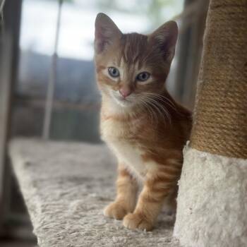 Domestic Short Hair Cats Available for Adoption in Granville, Ohio - Oliver | PetCurious