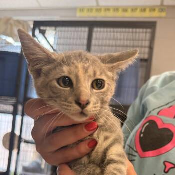 Kerplunk-C -  Domestic Short Hair Cat for Adoption in East St. Louis, Illinois - Kerplunk-C | PetCurious