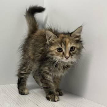Mozzie -  Domestic Medium Hair Cat for Adoption in Dayton, Ohio - Mozzie | PetCurious