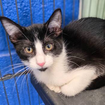 Wendy Jo -  Domestic Medium Hair Cat for Adoption in Gainesville, Texas - Wendy Jo | PetCurious
