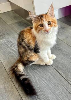 Cheese -  Calico Cat for Adoption in Burnaby, British Columbia - Cheese | PetCurious