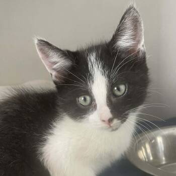 Domestic Short Hair Cats Available for Adoption in Hemet, California - Gadget | PetCurious