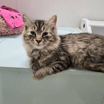 Domestic Long Hair Cats Available for Adoption in Newport, Tennessee - Rowan | PetCurious