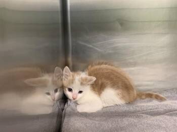 Domestic Short Hair Cats Available for Adoption in Grand Prairie, Texas - ENZO | PetCurious