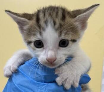 Dill -  Domestic Short Hair Cat for Adoption in Honolulu, Hawaii - Dill | PetCurious