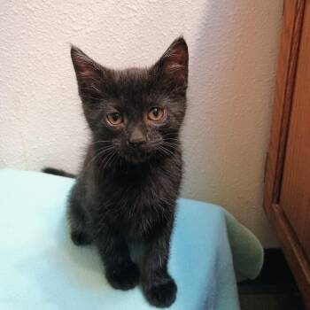 Fred -  Domestic Short Hair Cat for Adoption in Kenai, Alaska - Fred | PetCurious