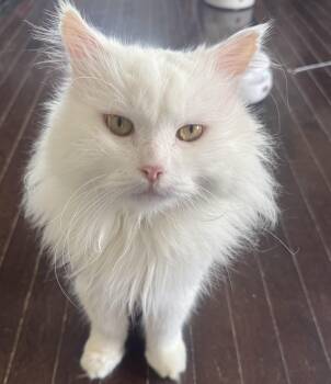 Carson -  Maine Coon and Ragdoll Cat for Adoption in Brampton, Ontario - Carson | PetCurious