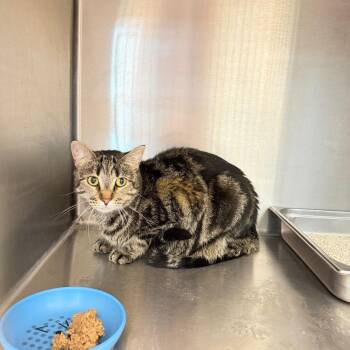 Maude -  Domestic Short Hair Cat for Adoption in Englewood, Florida - Maude | PetCurious