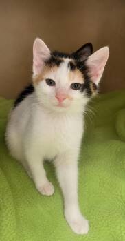 Gaia -  Domestic Short Hair Cat for Adoption in Columbia, Tennessee - Gaia | PetCurious