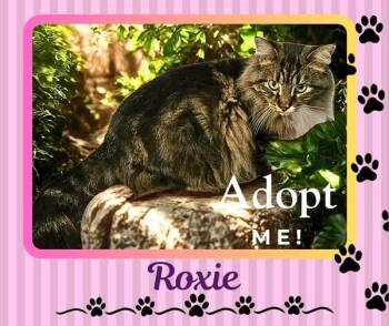 Domestic Long Hair Cats Available for Adoption - Roxie | PetCurious