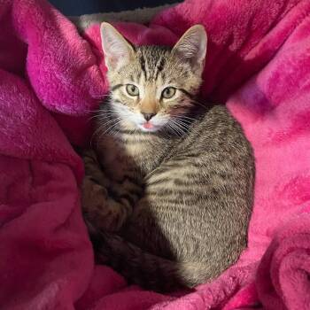 Banks -  Domestic Short Hair Cat for Adoption in Hopkinton, Massachusetts - Banks | PetCurious