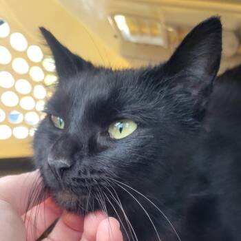 Rescue Domestic Short Hair Cats for Adoption in Ellensburg, Washington - Sadie | PetCurious