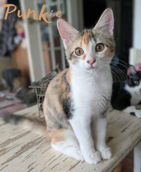Rescue Calico Cats for Adoption in Weatherford, Texas - Punkie | PetCurious