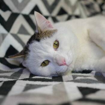 Domestic Short Hair Cats Available for Adoption - Biggie | PetCurious