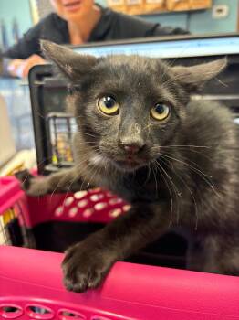 Domestic Short Hair Cats Available for Adoption in Rock Springs, Wyoming - Pedro | PetCurious