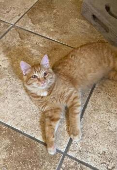 Max Jaggerman -  Domestic Medium Hair Cat for Adoption in Tucson, Arizona - Max Jaggerman | PetCurious