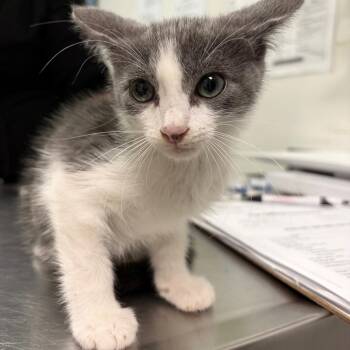 Northwestern -  Domestic Short Hair Cat for Adoption in Charleston, West Virginia - Northwestern | PetCurious