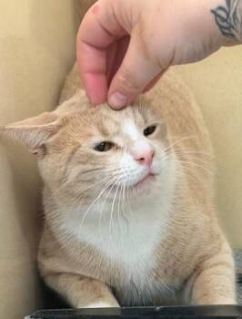 Blondie -  Domestic Short Hair Cat for Adoption in Kansas City, Missouri - Blondie | PetCurious