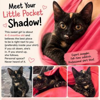 Moki -  Domestic Short Hair Cat for Adoption in NEW PT RICHEY, Florida - Moki | PetCurious