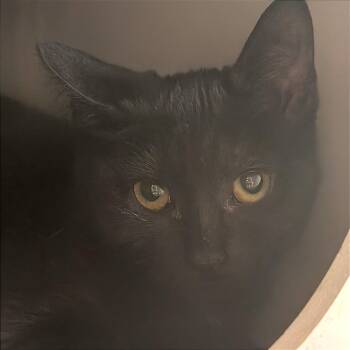 Monica -  Domestic Short Hair Cat for Adoption in Asheville, North Carolina - Monica | PetCurious