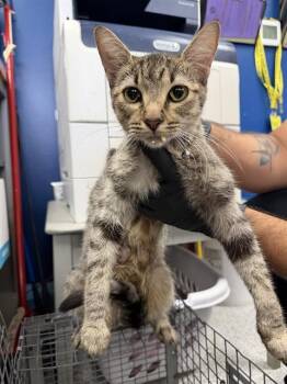 LULU -  Domestic Short Hair Cat for Adoption in Pasadena, Texas - LULU | PetCurious