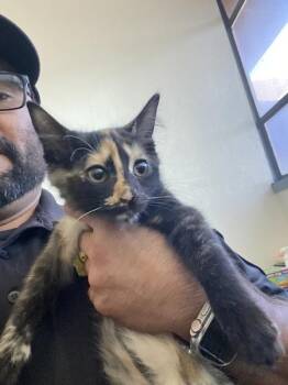 Flame -  Domestic Long Hair Cat for Adoption in Victorville, California - Flame | PetCurious