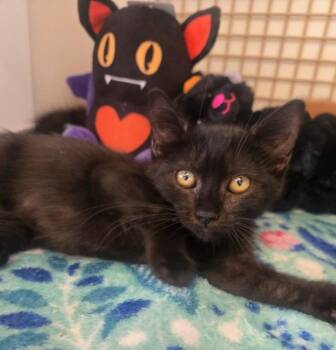 Rescue American Shorthair and Bombay Cats for Adoption in Los Angeles, California - Olive (GF) | PetCurious