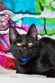 Beans -  Domestic Short Hair Cat for Adoption in Bellevue, Washington - Beans | PetCurious