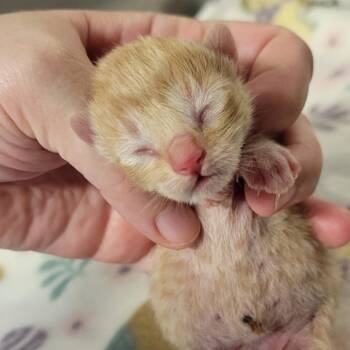 Hobie -  Domestic Short Hair Cat for Adoption in Milan, Illinois - Hobie | PetCurious