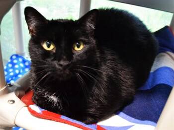 Domestic Short Hair Cats Available for Adoption in Sacramento, California - BLACKJACK | PetCurious