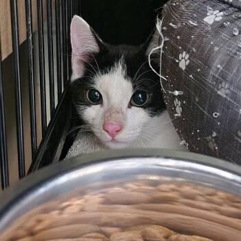 Flora -  Domestic Short Hair Cat for Adoption in Columbus, North Carolina - Flora | PetCurious