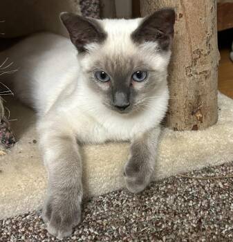 Sandy -  Siamese Cat for Adoption in Smyrna, Delaware - Sandy | PetCurious
