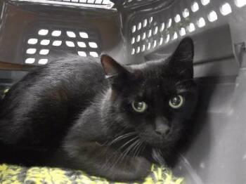 Domestic Short Hair Cats Available for Adoption in Omaha, Nebraska - BECCA | PetCurious