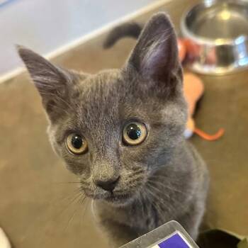 Redstone -  Domestic Short Hair Cat for Adoption in Walnut Creek, California - Redstone | PetCurious
