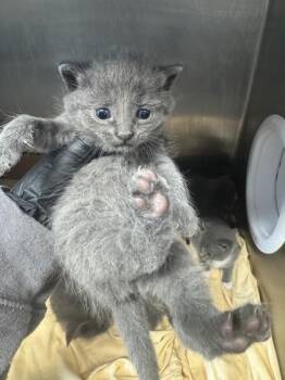 Boot Cut Jeans -  Domestic Short Hair Cat for Adoption in West Chester, Pennsylvania - Boot Cut Jeans | PetCurious