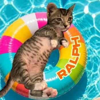 Ralph 7201 -  Domestic Short Hair Cat for Adoption in Columbus, Georgia - Ralph 7201 | PetCurious