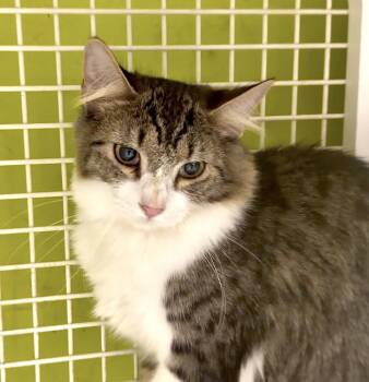Shiitake -  Domestic Long Hair Cat for Adoption in Harrisburg, Pennsylvania - Shiitake | PetCurious