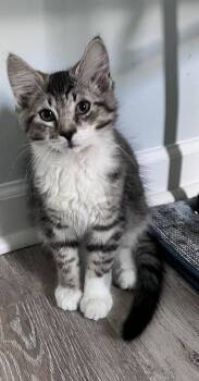 Elmo -  Domestic Medium Hair Cat for Adoption in Moorestown, New Jersey - Elmo | PetCurious