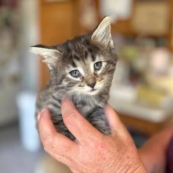 Rescue Domestic Short Hair Cats for Adoption in Monticello, Minnesota - Persy | PetCurious