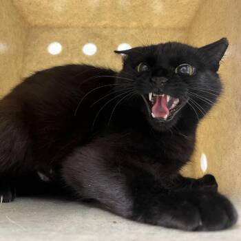 Undine -  Domestic Short Hair Cat for Adoption in Lyndhurst, Virginia - Undine | PetCurious