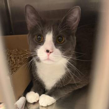 Greyson -  Domestic Short Hair Cat for Adoption in Philadelphia, Pennsylvania - Greyson | PetCurious