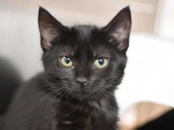 Rescue Domestic Short Hair Cats for Adoption in Portland, Oregon - Jessi | PetCurious