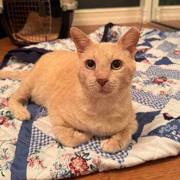 Sam -  Domestic Short Hair Cat for Adoption in Sunrise, Florida - Sam | PetCurious