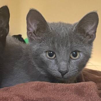 Beckett -  Domestic Short Hair Cat for Adoption in East Hanover, New Jersey - Beckett | PetCurious