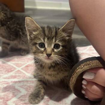 Cocoa -  Domestic Short Hair Cat for Adoption in Madison, Wisconsin - Cocoa | PetCurious