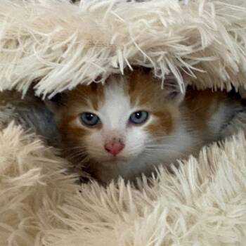Sergeant Burger -  Domestic Short Hair Cat for Adoption in Fenton, Michigan - Sergeant Burger | PetCurious
