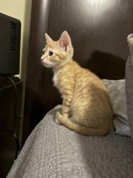 Cinnamon (PINK) - Adopted -  Domestic Short Hair Cat for Adoption in Chamblee, Georgia - Cinnamon (PINK) - Adopted | PetCurious