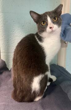 Rescue Domestic Short Hair Cats for Adoption in Cape Coral, Florida - Raine | PetCurious