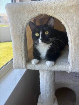 Domestic Short Hair Cats Available for Adoption in Ogden, Utah - Molly | PetCurious