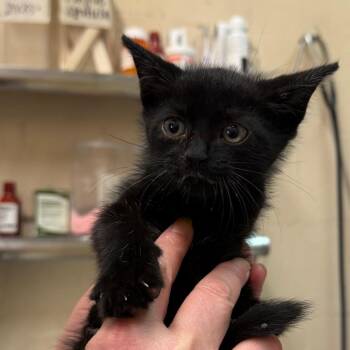 Spooks -  Domestic Short Hair Cat for Adoption in Birmingham, Alabama - Spooks | PetCurious